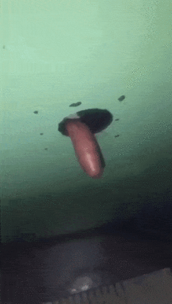 image0-20.gif