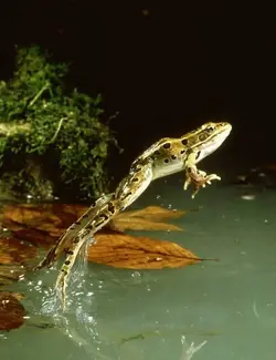 leopard-frog-rana-pipiens-leaping.webp
