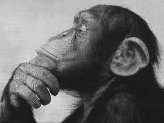 Monkey thinking.jpg