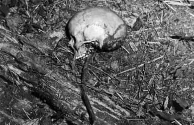 skull-of-ted-bundy-victim-denise-naslund.jpg