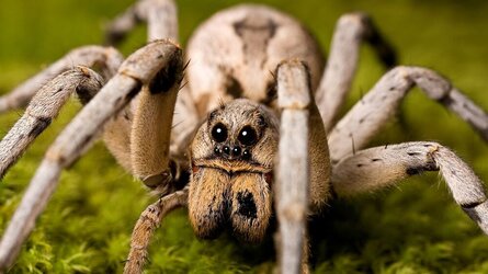 wolf spider .jpeg