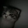 LaLocaDeLosGatos