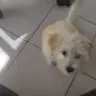 benyii