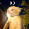 catttpz