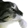 XaXx0